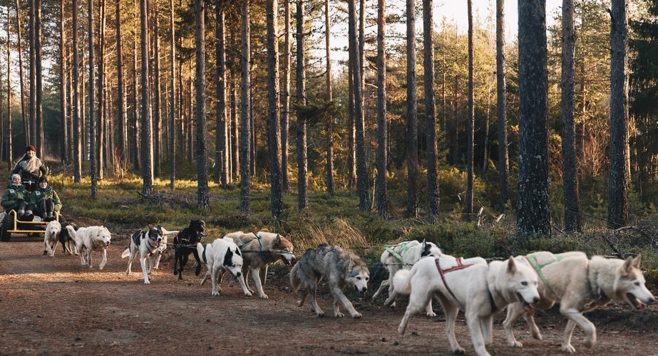 Husky rit door de natuur